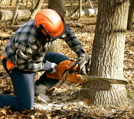 Tree Removal in Siler City, NC